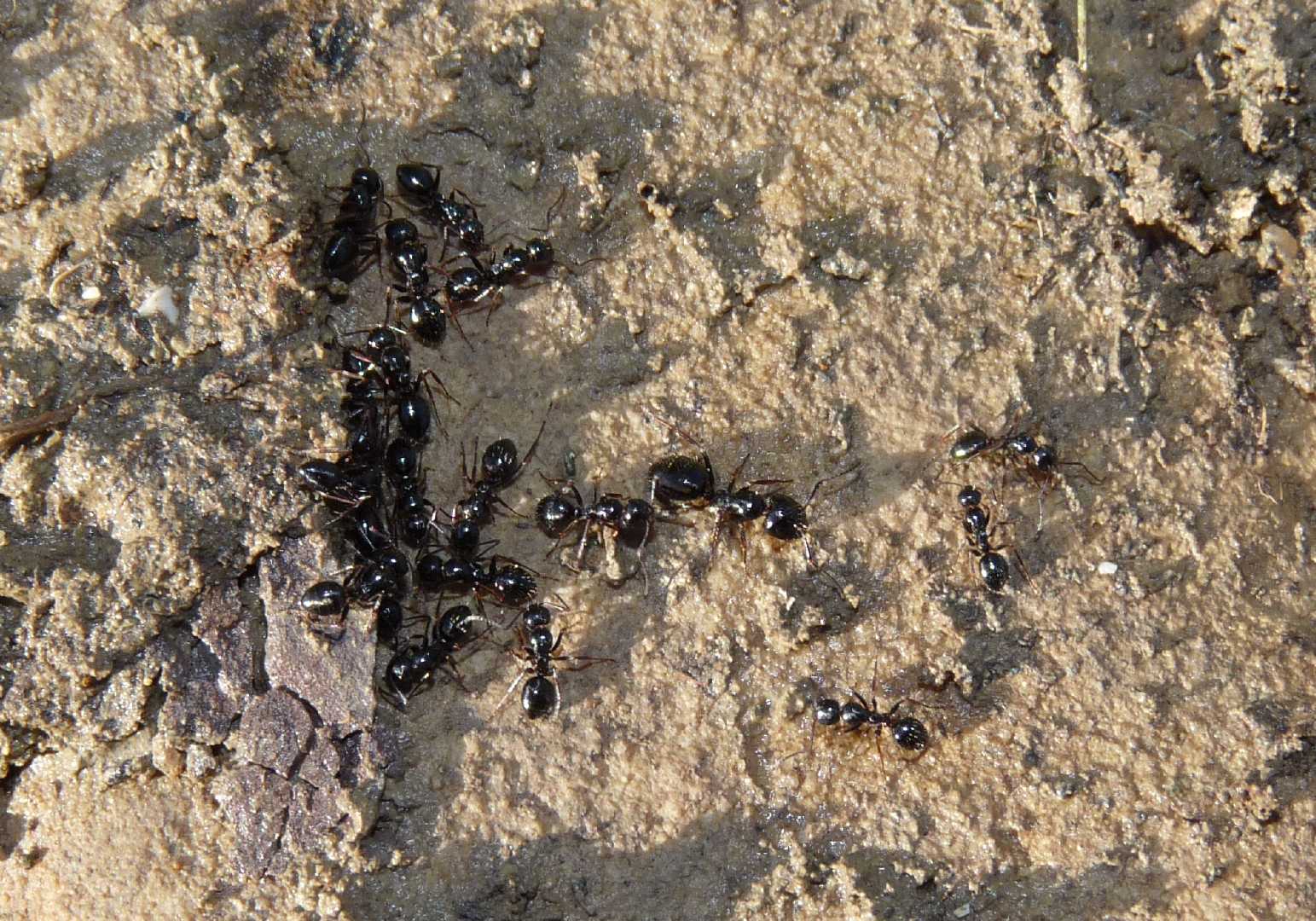 Formiche nere da determinare - Camponotus piceus